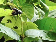 Neolucanus sinicus championi