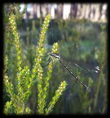 Epacris rhombifolia