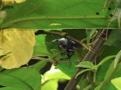 Neolucanus sinicus championi