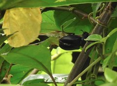 Neolucanus sinicus championi