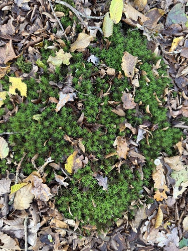 Polytrichum commune observed 2026-10-27