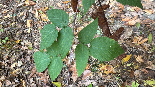 Rubus observed 2026-10-27