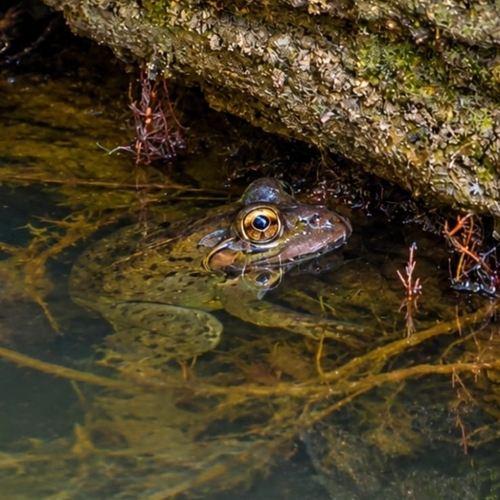 Hoplobatrachus tigerinus observed 2026-10-23