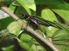 Neolucanus sinicus championi