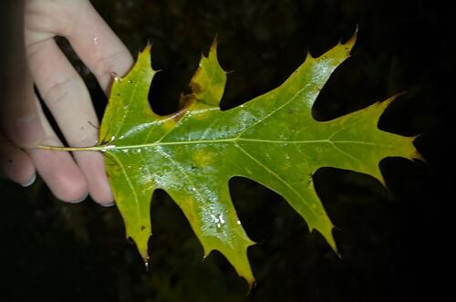 Quercus rubra, 2026-10-27