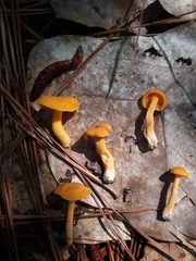 Cantharellus tabernensis