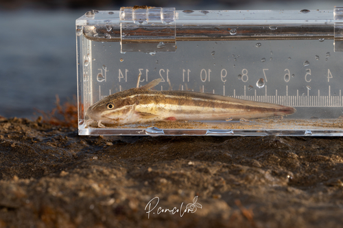Plotosus observed 2026-10-27