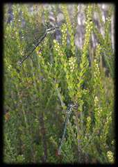 Epacris rhombifolia