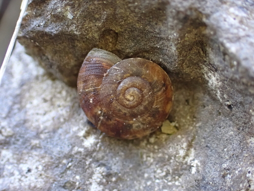 Helicigona observed 2026-10-27