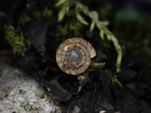 Discus rotundatus observed 2026-10-27