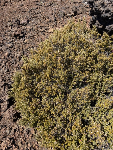 Leptecophylla tameiameiae observed 2026-10-26