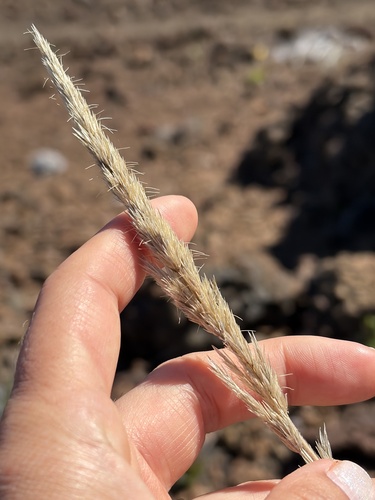 Trisetum glomeratum observed 2026-10-26