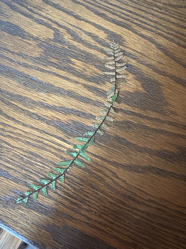 Asplenium observed 2026-10-27