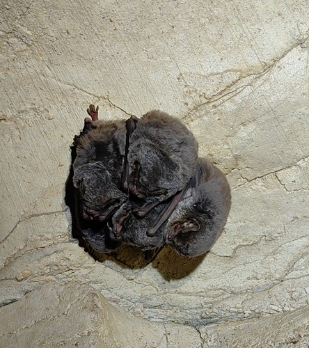Miniopterus observed 2026-10-24