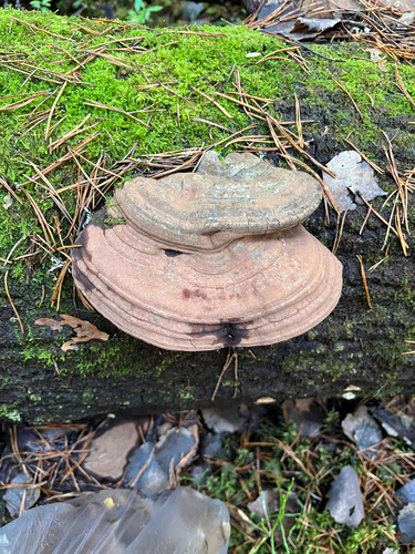 Ganoderma observed 2026-10-27