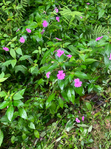 Impatiens observed 2026-10-27