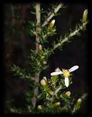 Olearia algida