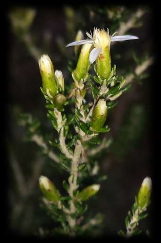 Image of Olearia algida by (c) Russell Best, some rights reserved (CC BY)