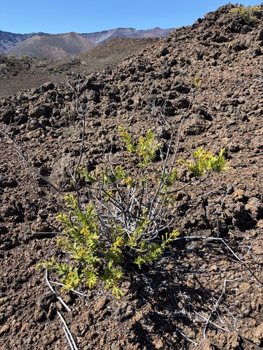 Dubautia menziesii observed 2026-10-26