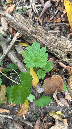 Leonurus cardiaca observed 2026-10-27
