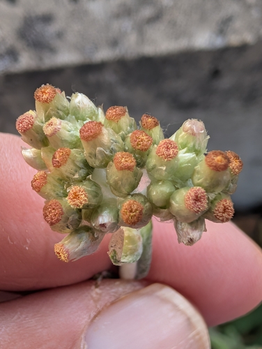 Helichrysum luteoalbum observed 2026-10-27