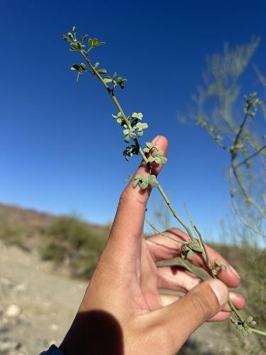 Parkinsonia florida observed 2026-10-26