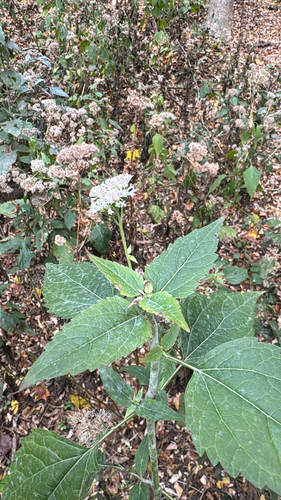 Ageratina altissima, 2026-10-27