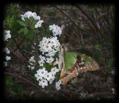 Graphium macleayanus moggana