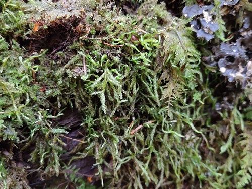 Isothecium alopecuroides observed 2026-10-23