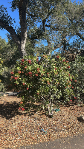 Photinia observed 2026-10-27