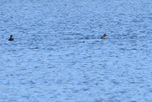 Bucephala clangula, 2026-10-27