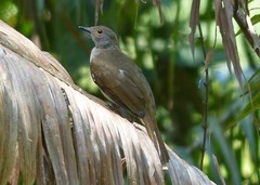Rubigula erythropthalmos