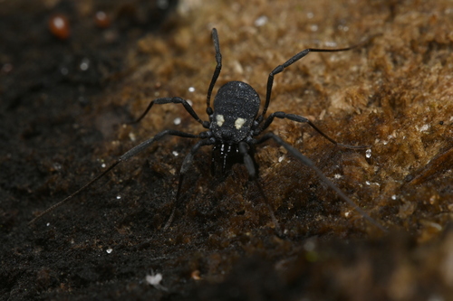 Nemastoma observed 2026-10-27