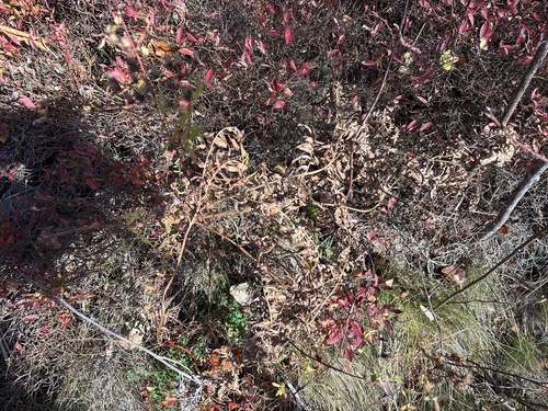 Pteridium aquilinum observed 2026-10-27