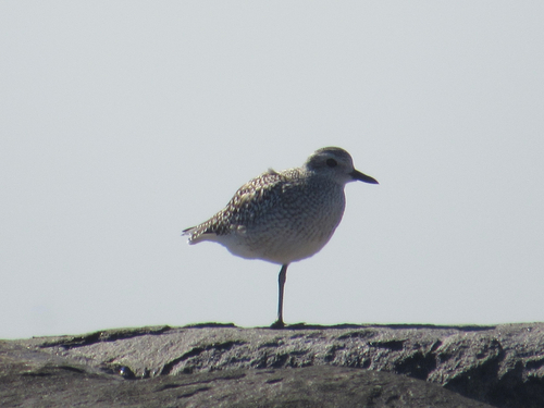 Pluvialis, 2026-10-27