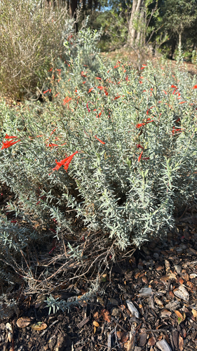 Epilobium observed 2026-10-27