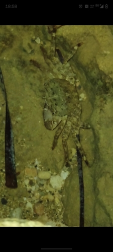 Pachygrapsus observed 2026-10-27