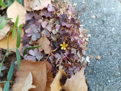 Oxalis corniculata observed 2026-10-27