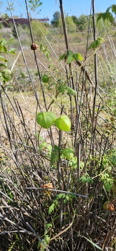 Cardiospermum halicacabum observed 2026-10-27