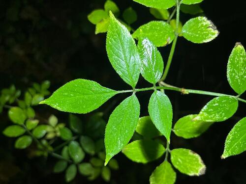 Sambucus nigra observed 2026-10-27