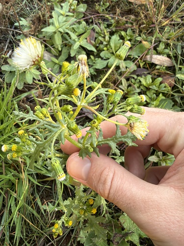 Senecio vulgaris observed 2026-10-27