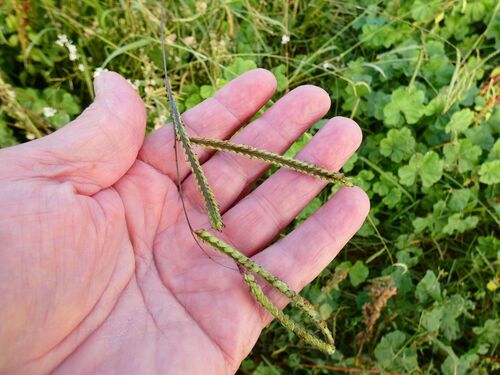 Paspalum dilatatum observed 2026-10-27