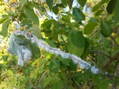 Prociphilus xylostei