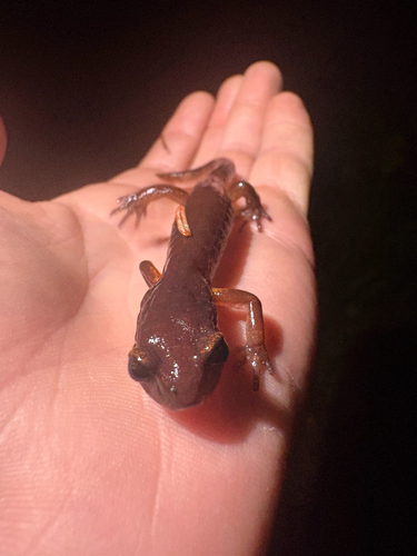 Ensatina eschscholtzii observed 2026-10-26