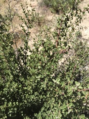 Ceanothus perplexans