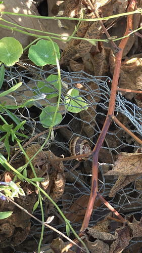 Helix aspera, 2026-10-27
