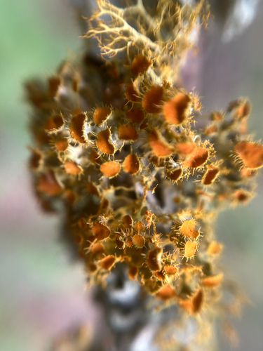 Lobaria observed 2026-10-27
