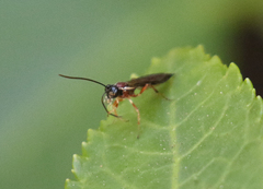 Ichneumonidae