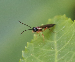 Ichneumonidae