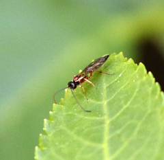 Ichneumonidae